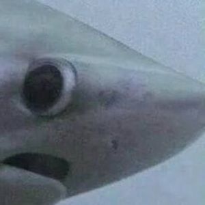 Meet your Posher, Lindsay